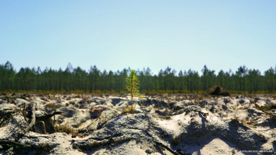 Projection-débat | Le temps des forêts